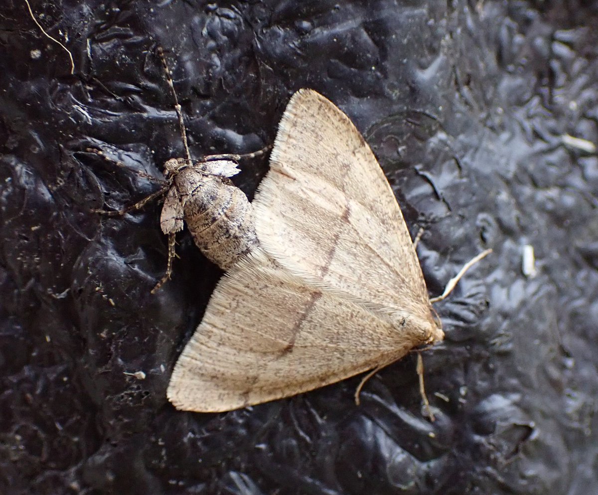 gecko / the eccentric explorer 𓆣 (@gecko28651371) / Posts / X