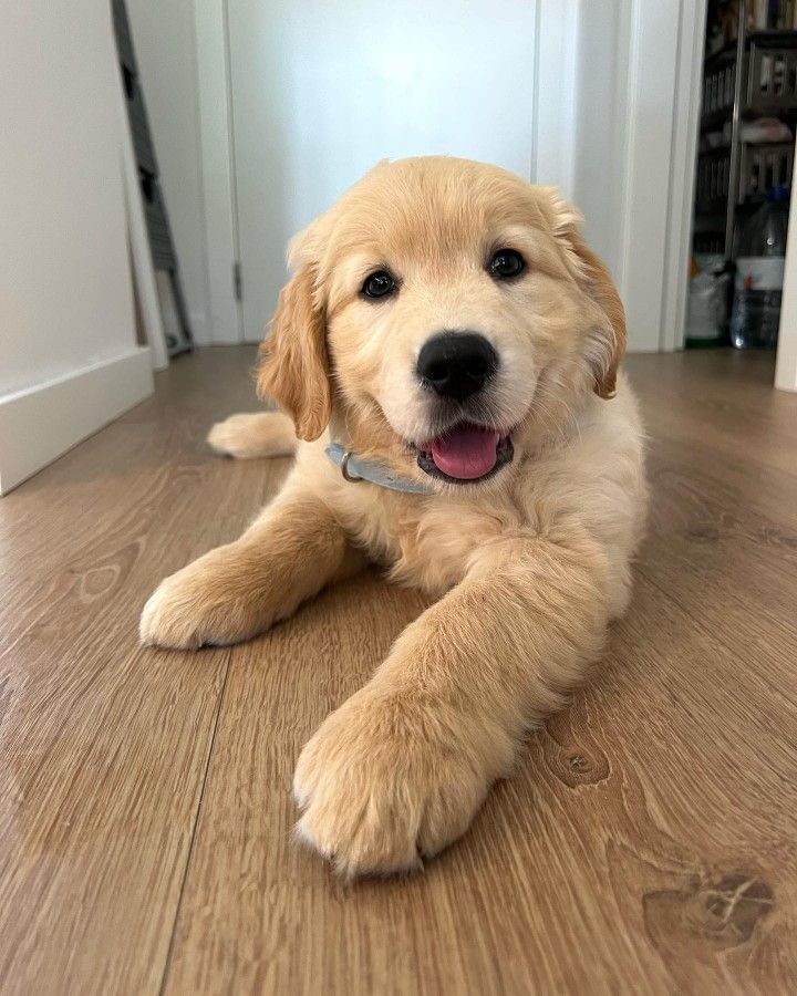 puppies (@animalsvideoss) on Twitter photo 