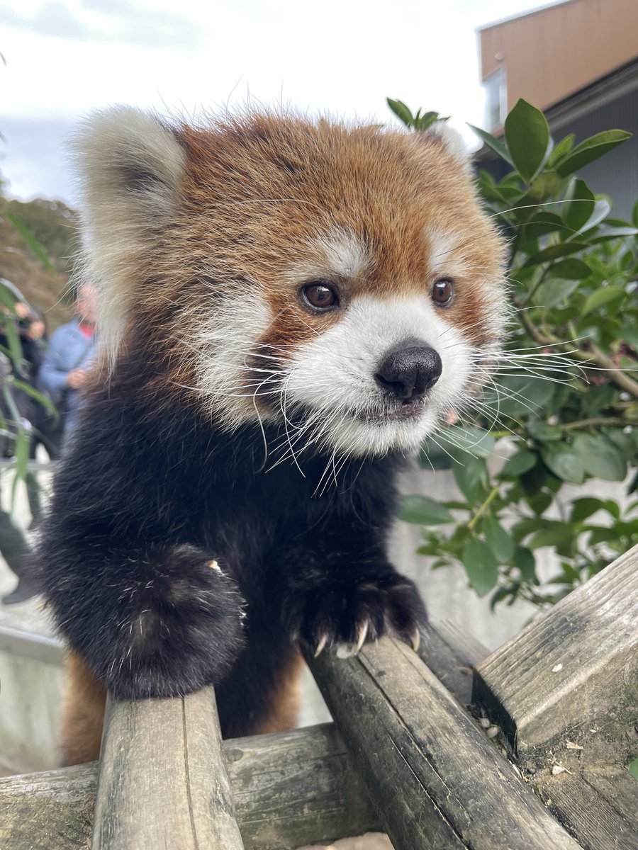 リンゴタイムのモッチーくん 集まってくださっている方々にお尻を向け