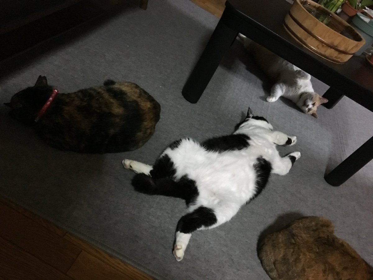 ❤️ Season’Kさま❤️ Amazon | THE IDOLM@STER SideM 10th ANNIVERSARY P@SSION 14 F