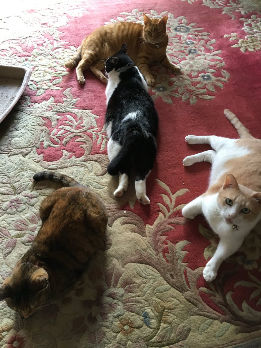 ヒスパパ 3ニャンコに (@egc51sary1) / Posts / X