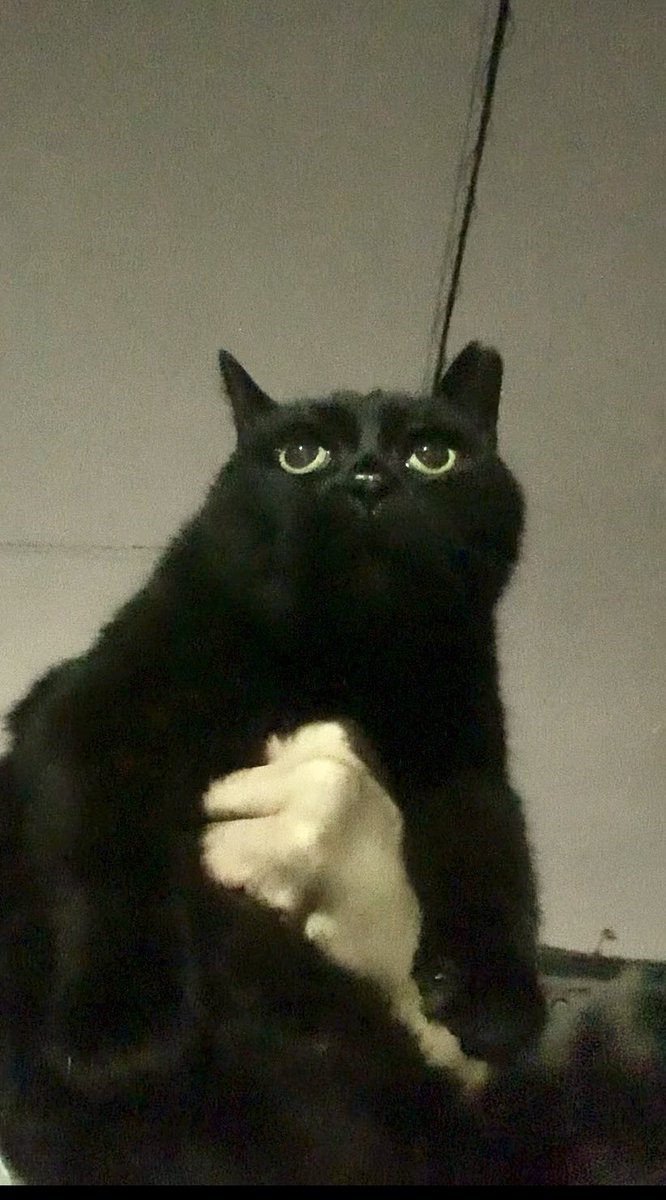 bucchang22's tweet photo. おばあちゃん24歳

江戸時代の猫又の画やん https://t.co/TQETsdIhJJ