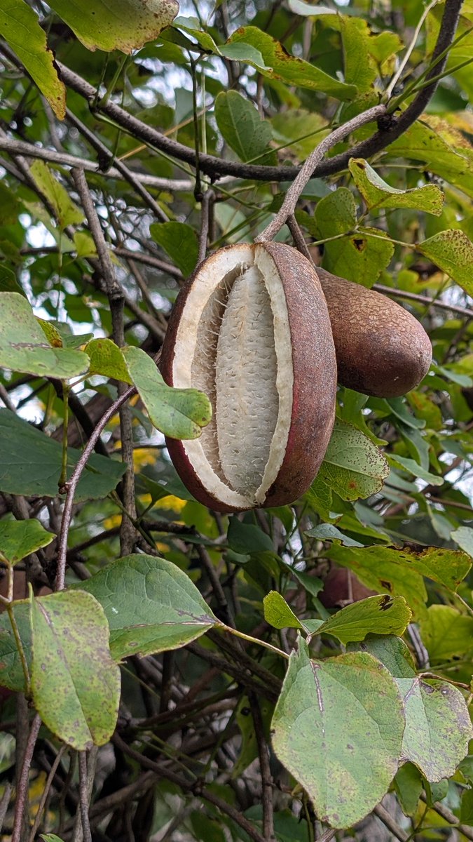 めちゃ綺麗なアケビ。
#仮称とげなしの森