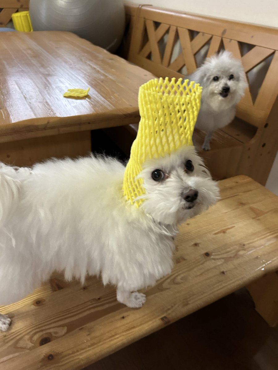 ハルくん (@9Z8lquSv8B3FMpN) / Posts / X