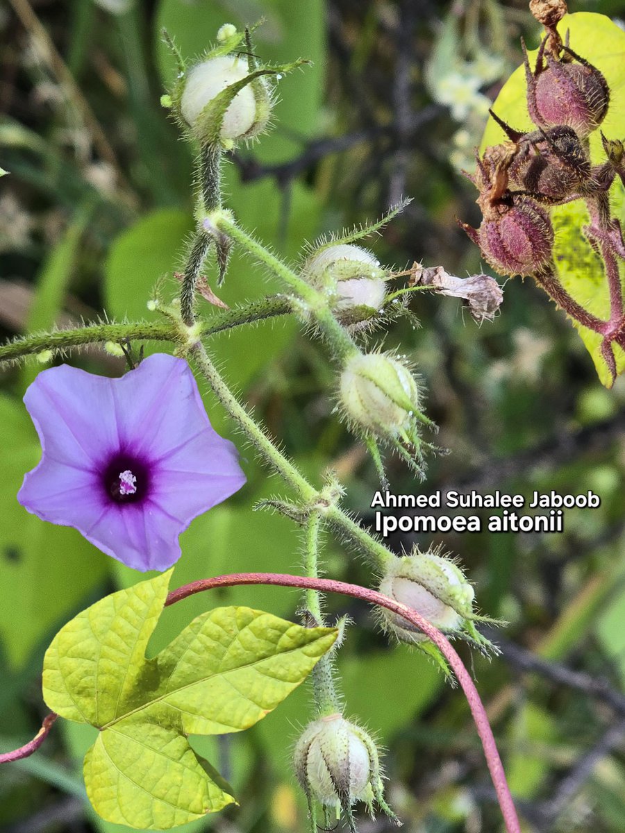 توثيق نادر للنباتات البرية خاصة من ظفار
Ipomoea aitonii
تنتمي إلى الفصيلة المحمودية (Convolvulaceae)، وهي فصيلة تضم نباتات متسلقة أو زاحفة، غالباً ذات أزهار قمعية الشكل وأوراق بسيطة متبادلة.
الاسم المحلي : سنيين
الوصف النباتي :
نبات معمر زاحف أو متسلق، سيقانه رفيعة ومغطاة بشعيرات