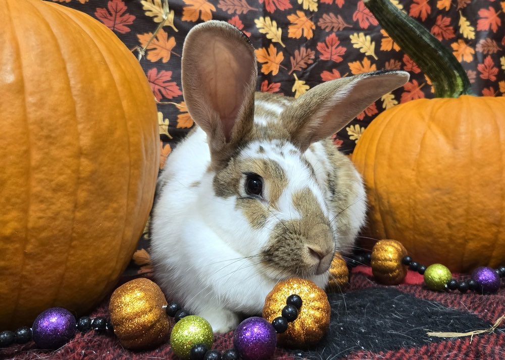 RabbitNetwork's tweet image. Our adoptable #bunny, Maserati, hopes you have a wonderful weekend! 🍂 Learn about her here: petlover.petstablished.com/pets/share/247… #adopt
