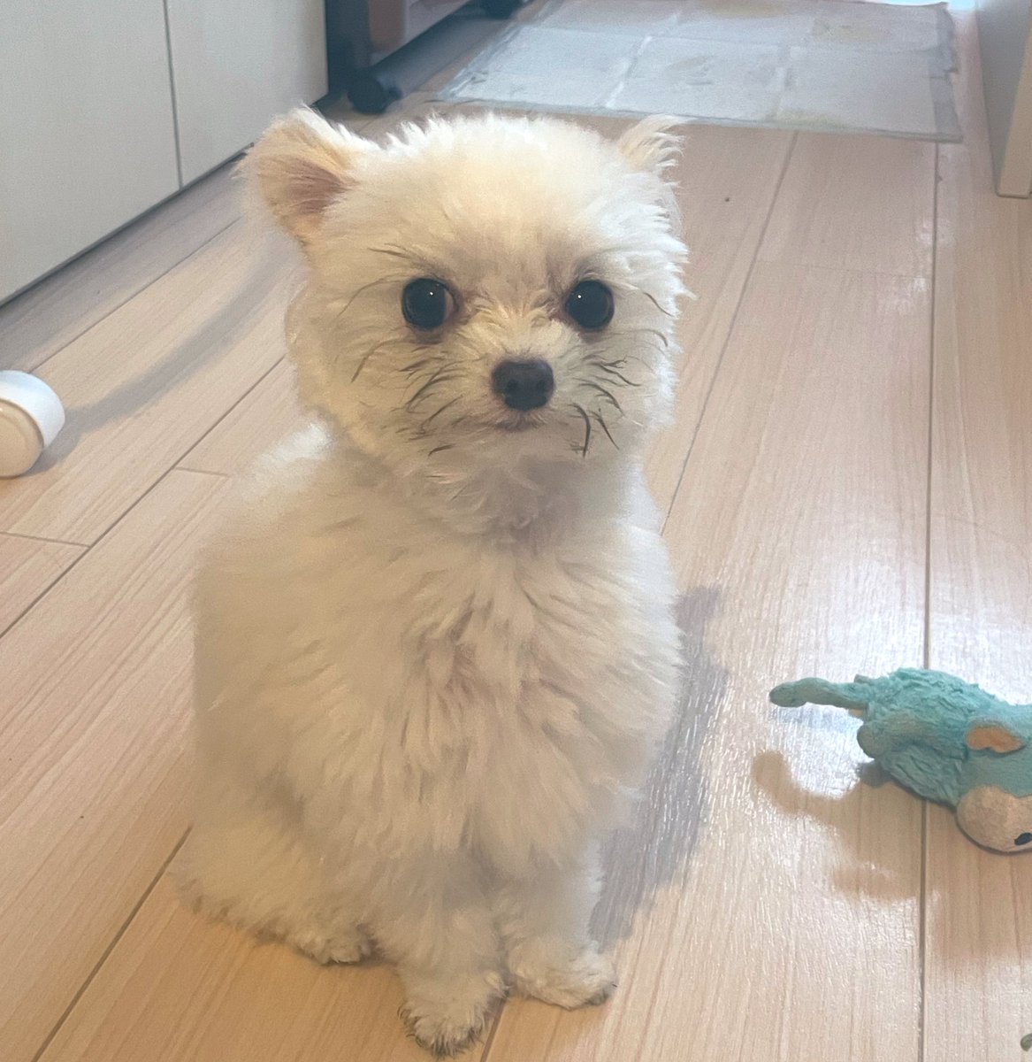 もこわんこ 今日のわんこ 2025/7/28生まれの男の子です！ とっても可愛くて