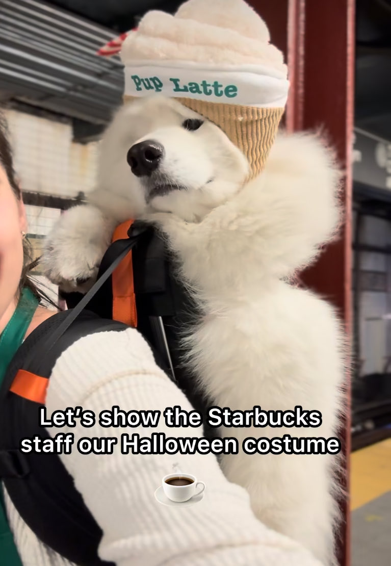 Id like to order 1 $lumi pup latte please and thank you ☕️🐾🥺