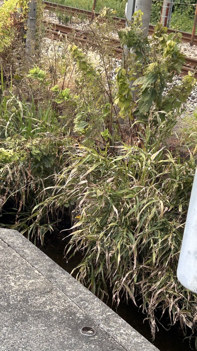 _CR22S_'s tweet image. じゅじゅだま🈵ある‼️

今日だよ
#GoToHeaven vol.4

遊んでちょ🫶🥰

#良い土曜日をっ🍀