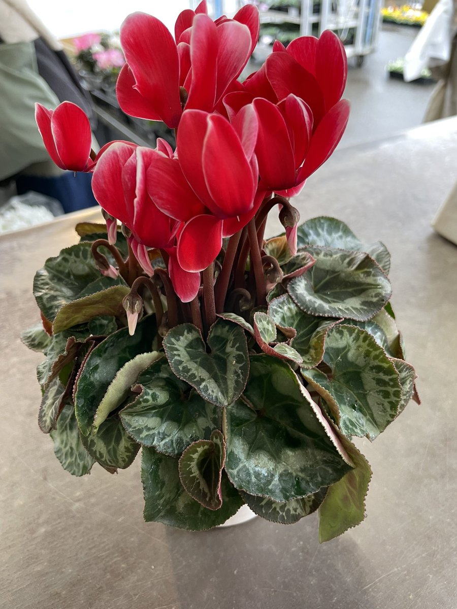 ワールドフラワーすみれが丘店 on X