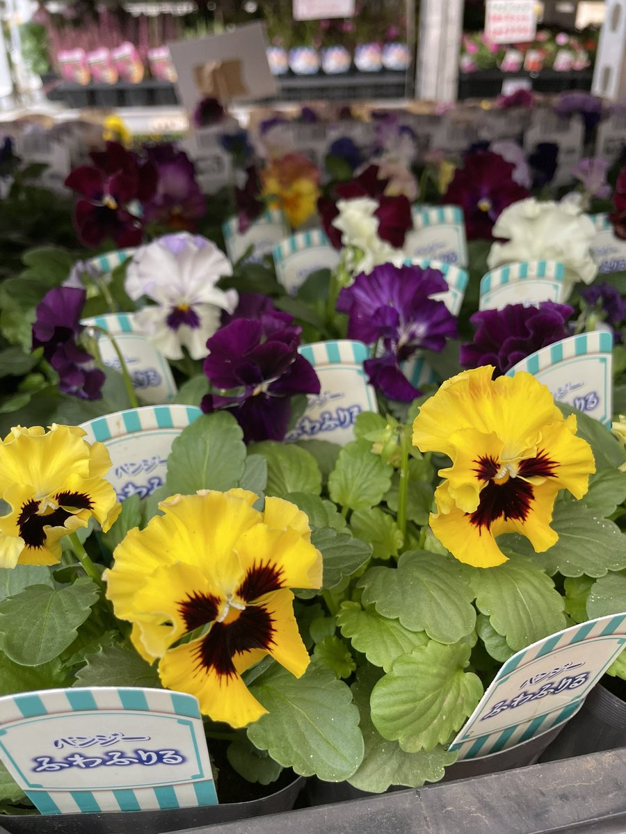 ワールドフラワーすみれが丘店 on X