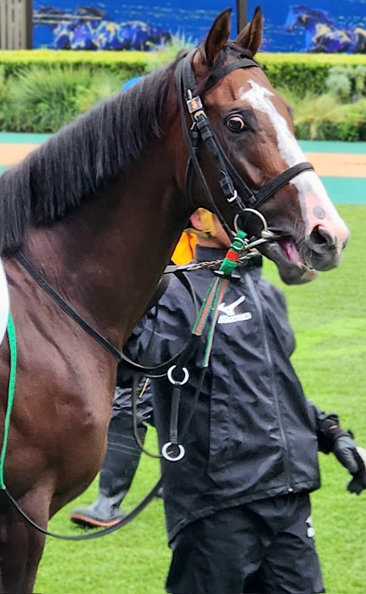 馬のポニー 馬の販売について | Grand pony club(グランド ポニー クラブ)