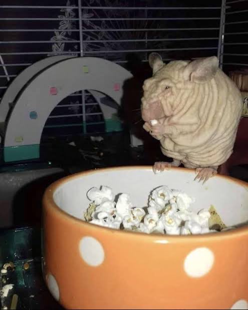 Poopiebum tweet media