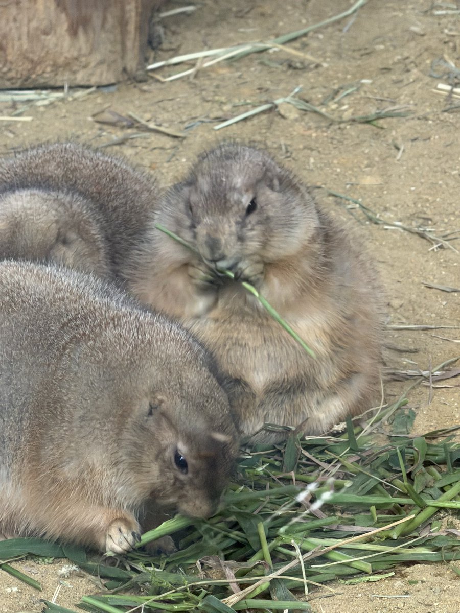 てるちゃん tweet media