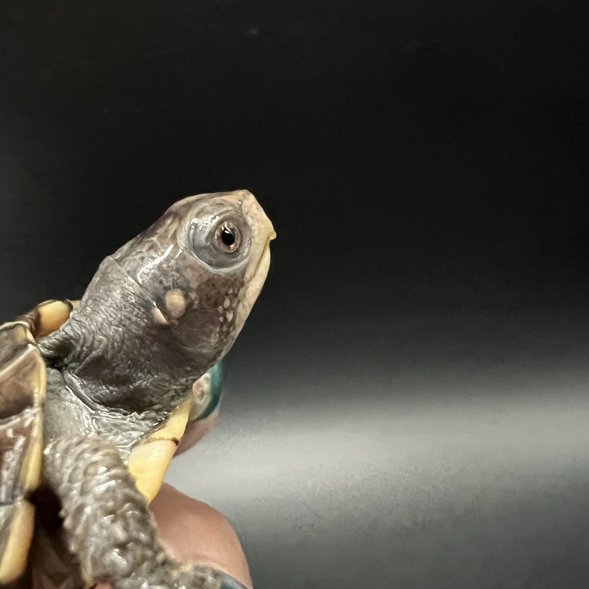 DREXX 【旭川本店】 on X