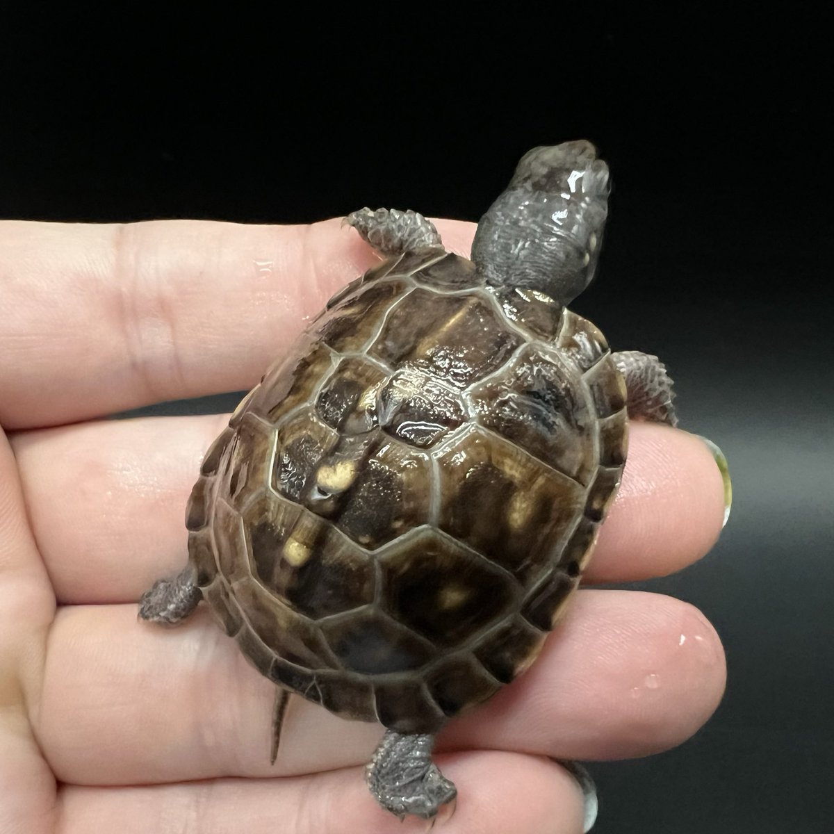 DREXX 【旭川本店】 on X