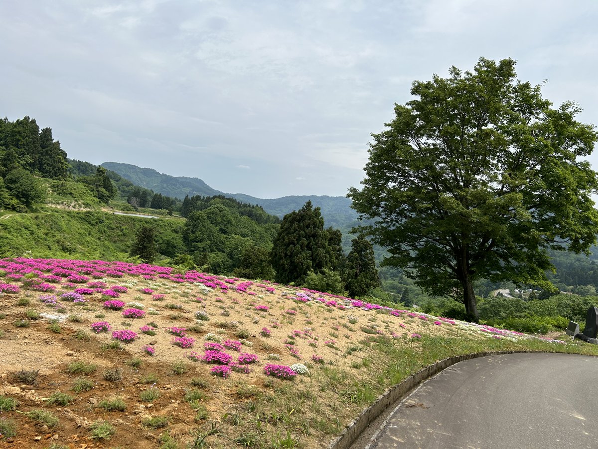 本気で山古志での二拠点生活を始めようと思っています。来年は東京での仕事を整理しながら、冬は住まずに5月〜10月のグリーンシーズンのみの居住を計画。移動は山古志内を原付で。そして日中は薬師の陵の景観整備をする毎日を。生活していくための仕事なんて自分で作る。酒井こーじさん、待ってろよ！