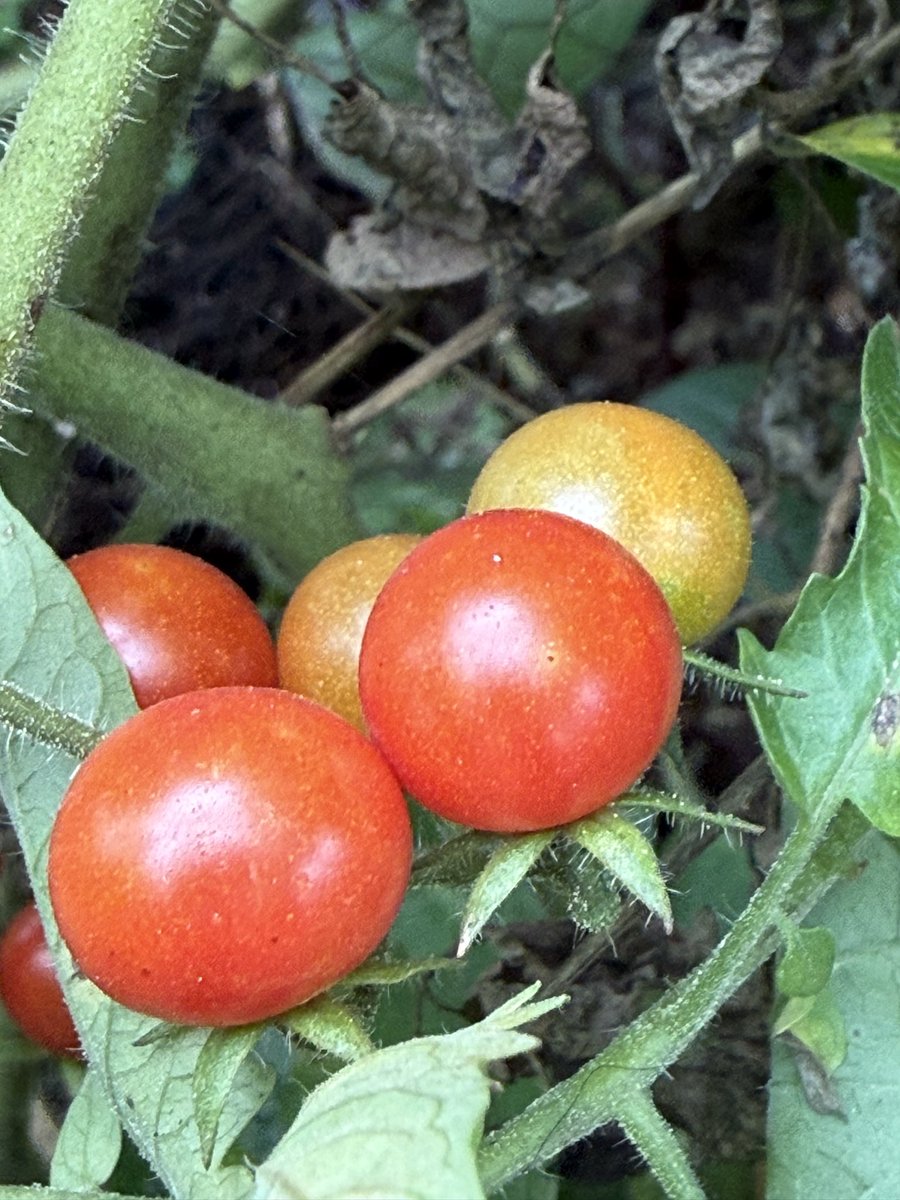 GrowerThe31925's tweet photo. Home grown https://t.co/zgibZtikwZ