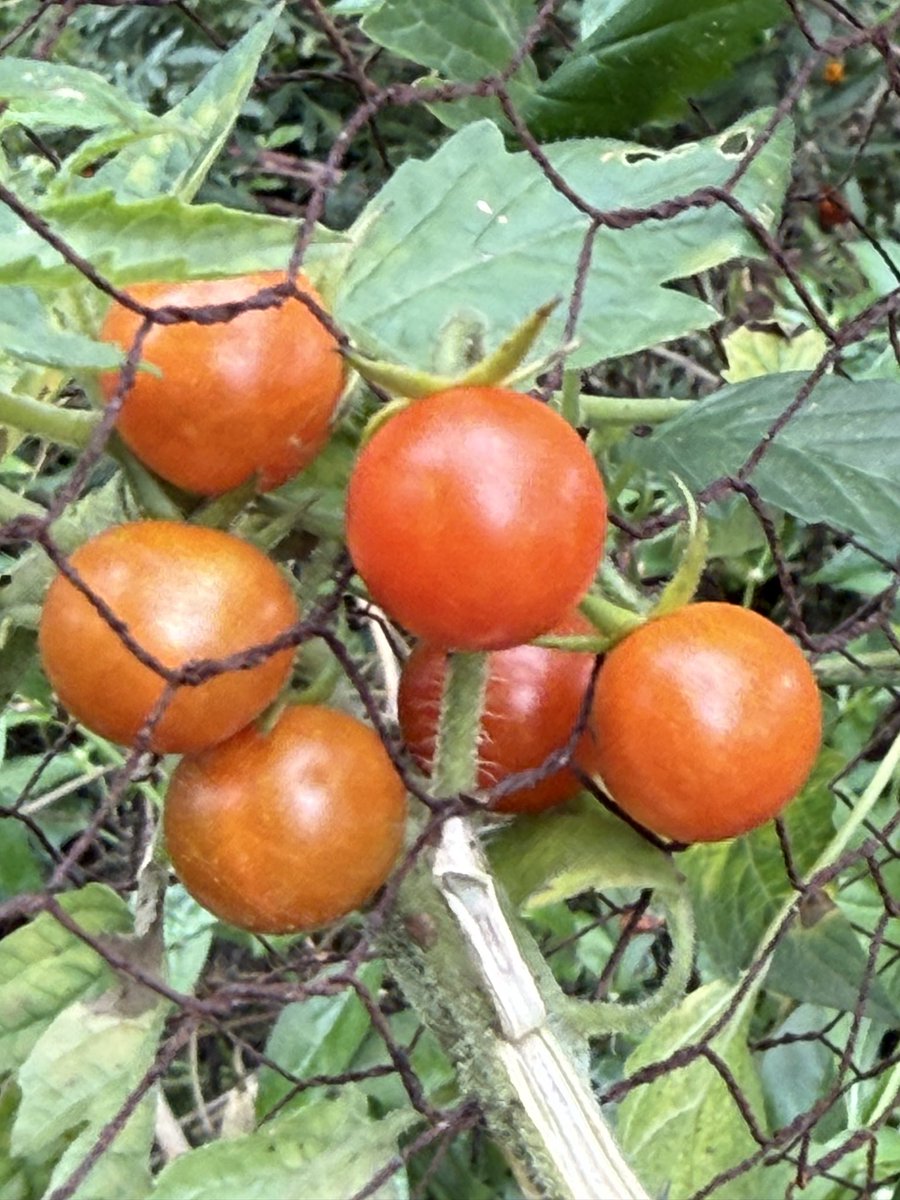 GrowerThe31925's tweet photo. Home grown https://t.co/zgibZtikwZ