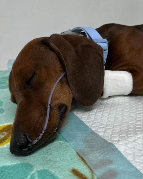 Dachshund Lovely tweet media