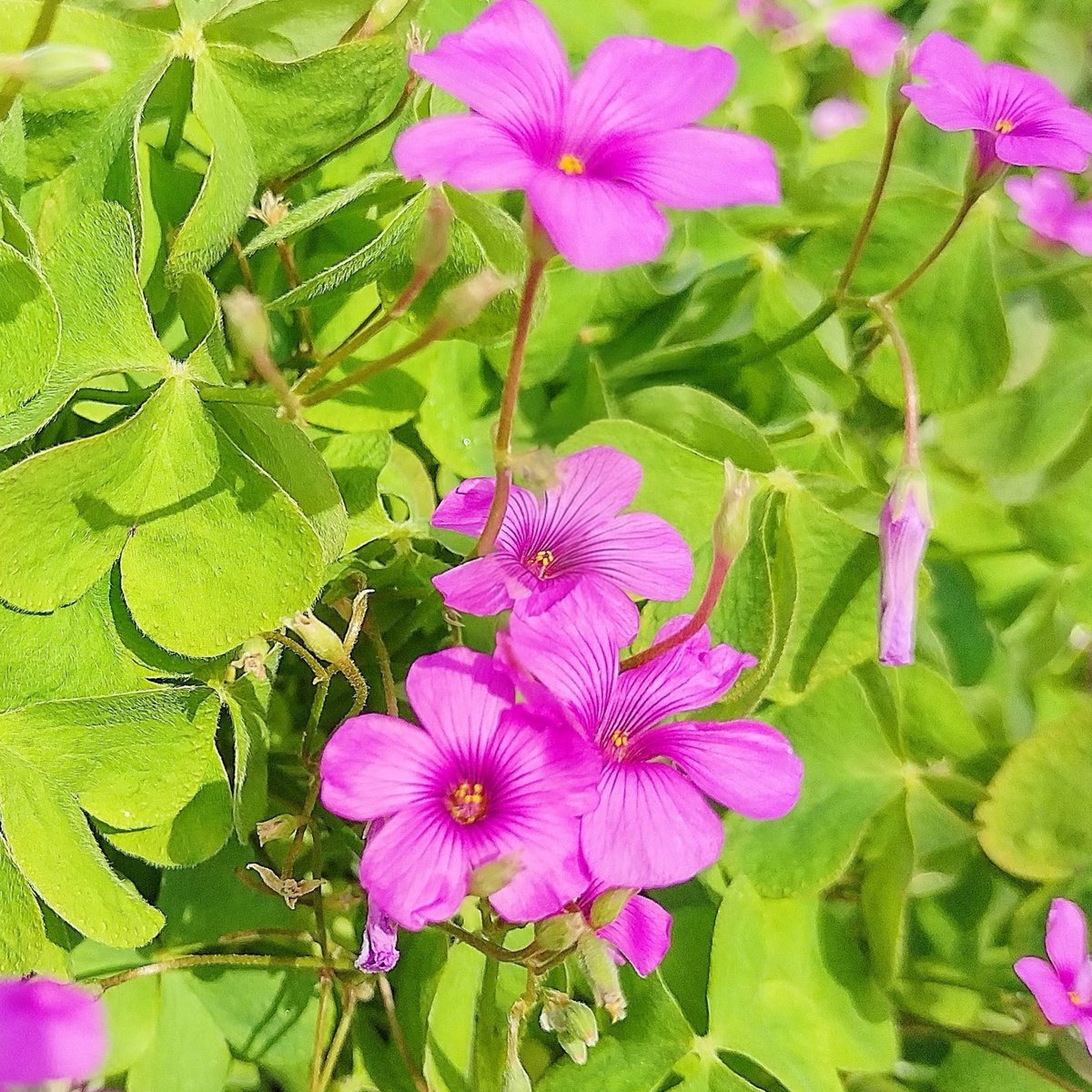 お花々＊様 お花のアート！12本骨で丈夫！高級サテンジャガードの両面転写花