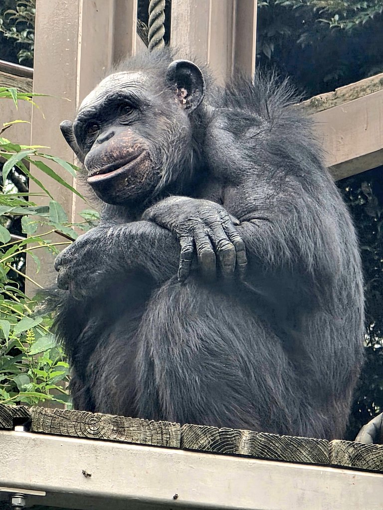 gmy_kdR_EX's tweet image. イチゴさん可愛い~😍
そして、マリオの足ww
#到津の森公園
#動物園
#チンパンジー
#イチゴ
#マリオ