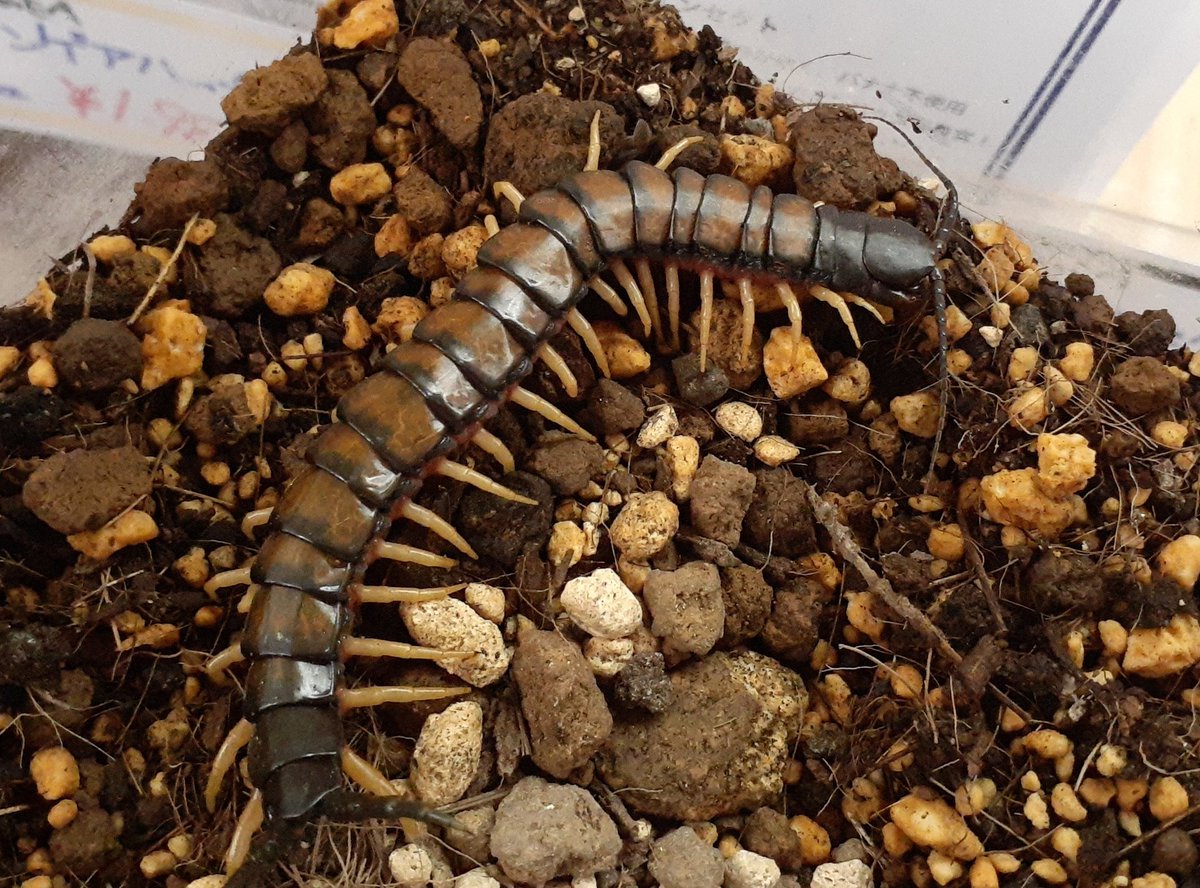 爬虫類倶楽部中野本店 本アカウント on X