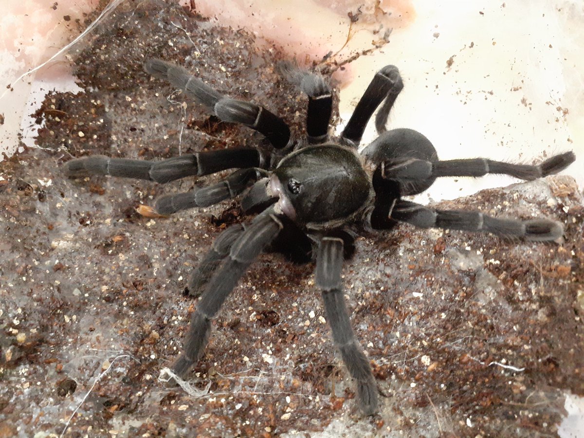 スペアリブページ mre23j54zg7qd6bm9gm55gajk90l