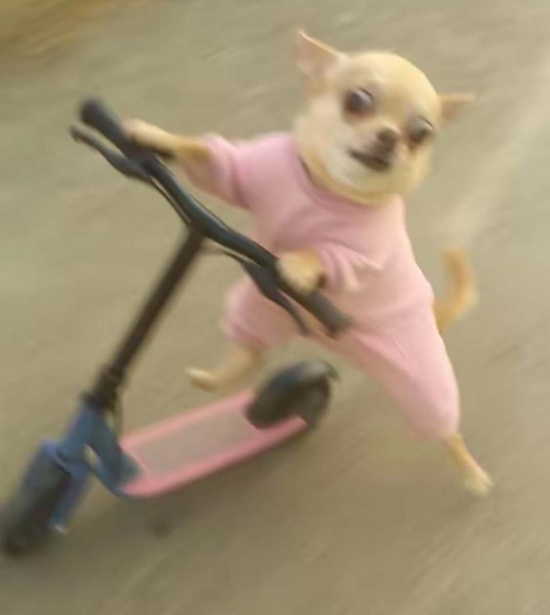 Puppies 🐶 (@puppiesiover) on Twitter photo 