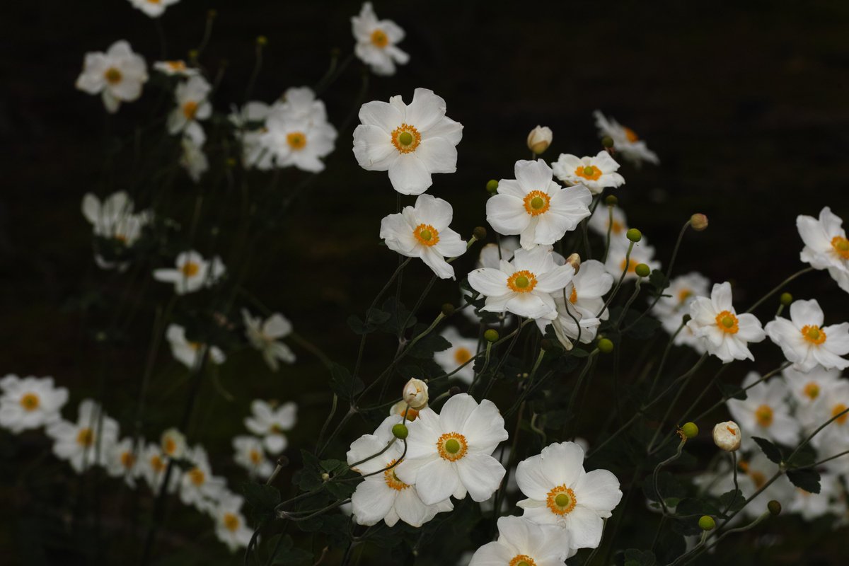 欧*介様 タデスミレ に ー on X