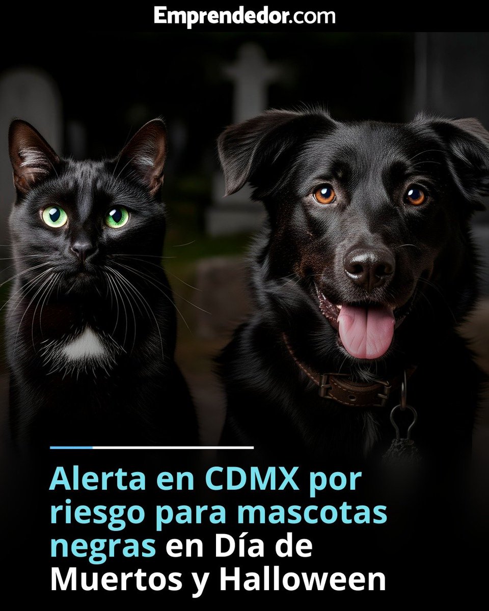 🚨 ¡Alerta en la #CDMX! 😨 Autoridades capitalinas advierten sobre el aumento de robos de perros y gatos negros durante octubre y noviembre. 🐶🐱🖤
Tristemente, las #mascotas de pelaje negro enfrentan mayor riesgo en la temporada de #Halloween y #DíaDeMuertos, pues son buscadas