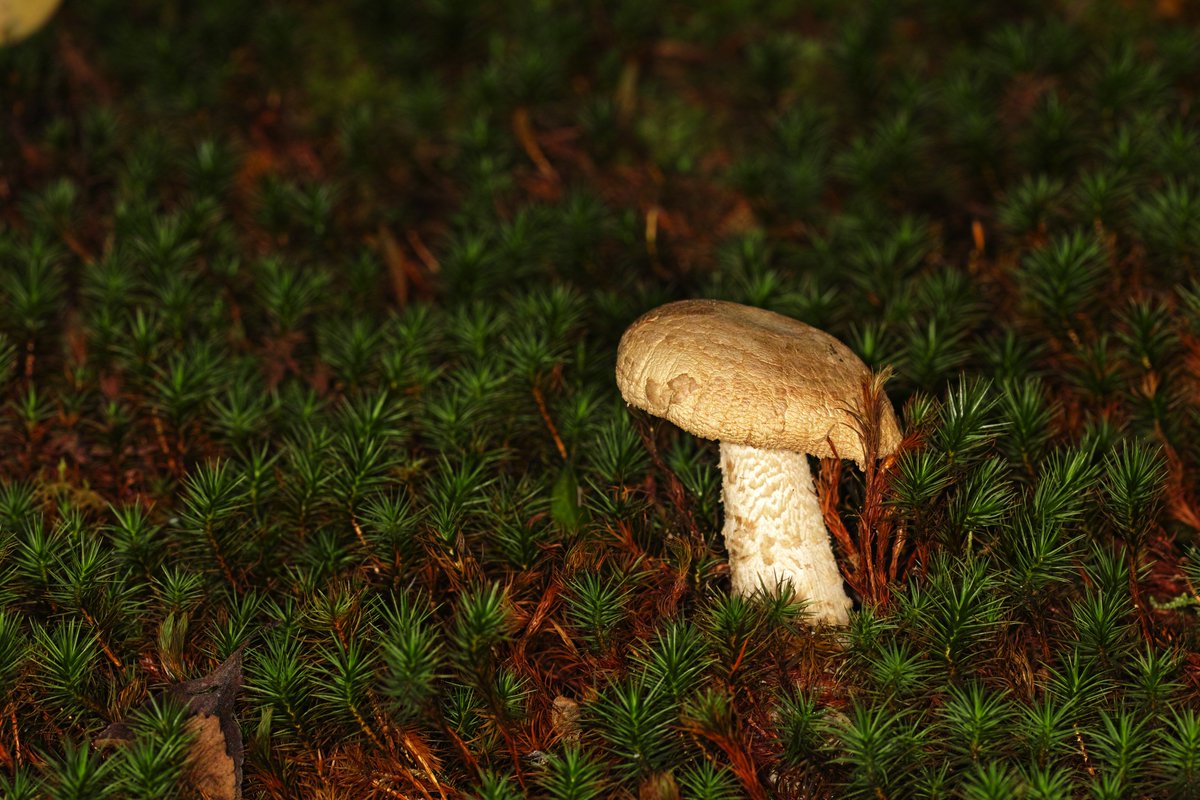 その他 kinoko ZX C-PL | ケンコー・トキナー