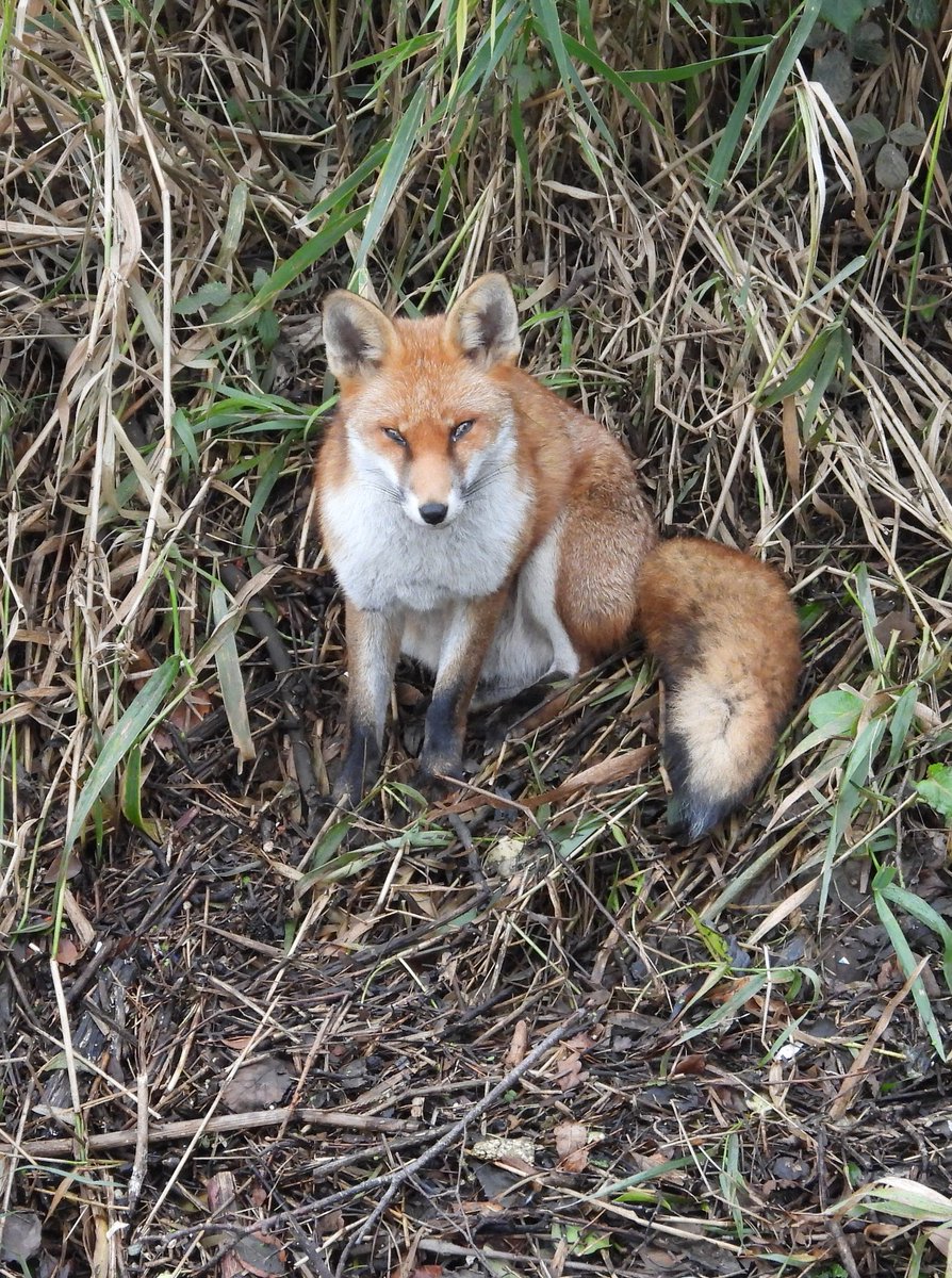 dBwarro's tweet image. #FoxOfTheDay