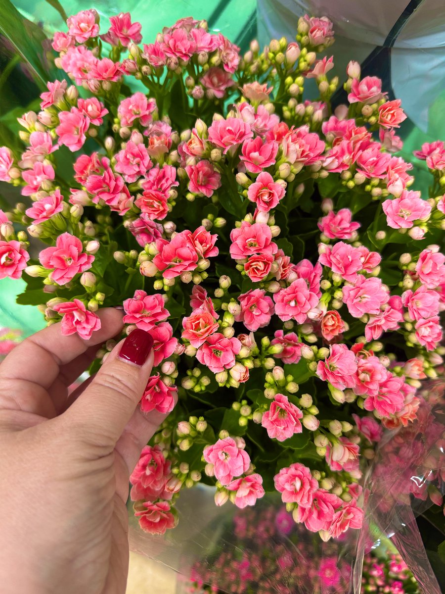 "Çünkü insan birini sevmeye
üsluptan başlar."
#günaydın