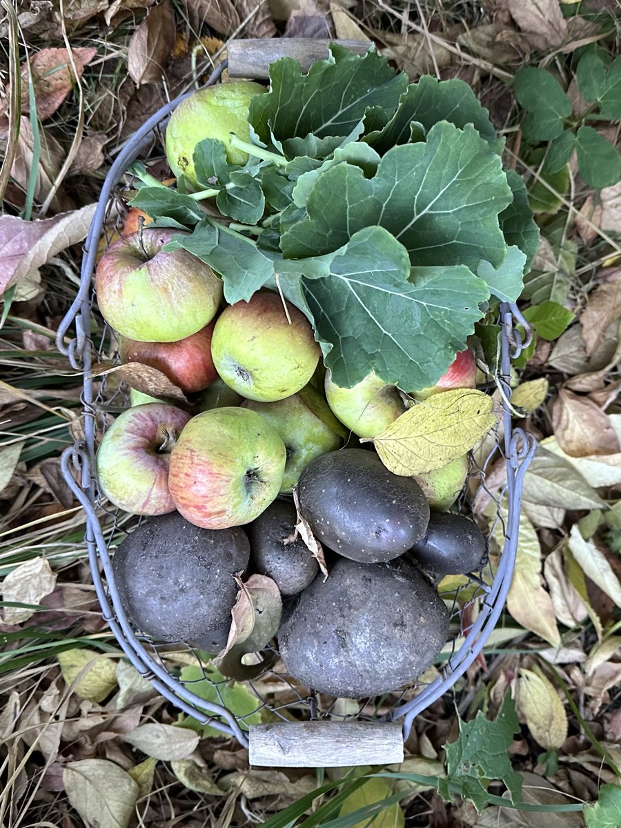 Garten_Berlin's tweet image. Oktober im #Kleingarten: Äpfel pflücken, Kartoffeln ausbuddeln, Kohl abschneiden – alles wächst auf ein paar Quadratmetern Garten. So entsteht Essen ohne lange Transportwege und ohne Plastikmüll.
#Pankow
