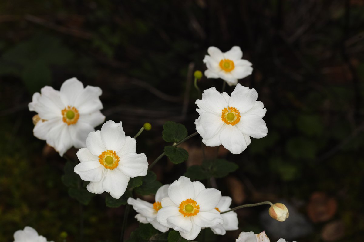 抽象的なパステル画 植物と球体宙花 抽象的なパステル画 A4サイズ宙花 抽象的なパステル画 A4サイズ （