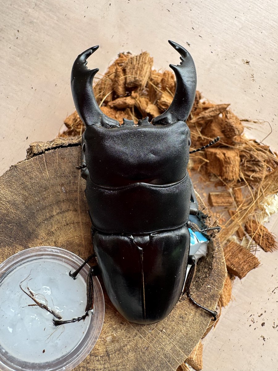 札のみ　HALKAさん　Colorata Atemajac 札のみ HALKAさん Colorata Atemajac 札のみ HALKAさん Colorata