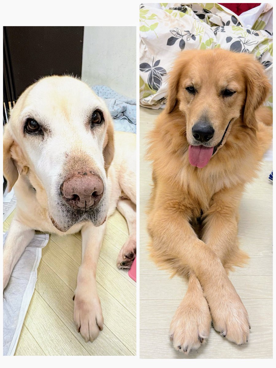 こぎつねにこ on X