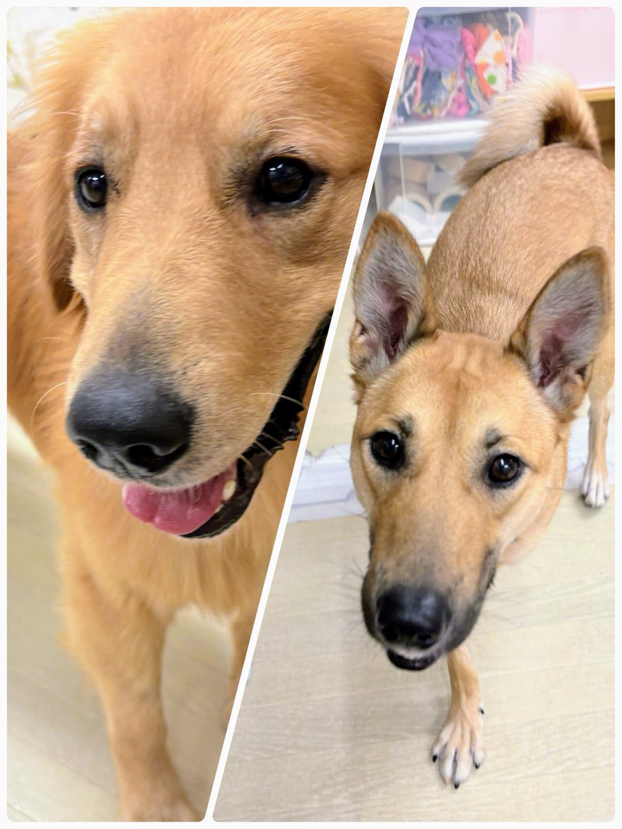 ★イヌネコ Pet好き★ ねこ好きな犬飼さん on X