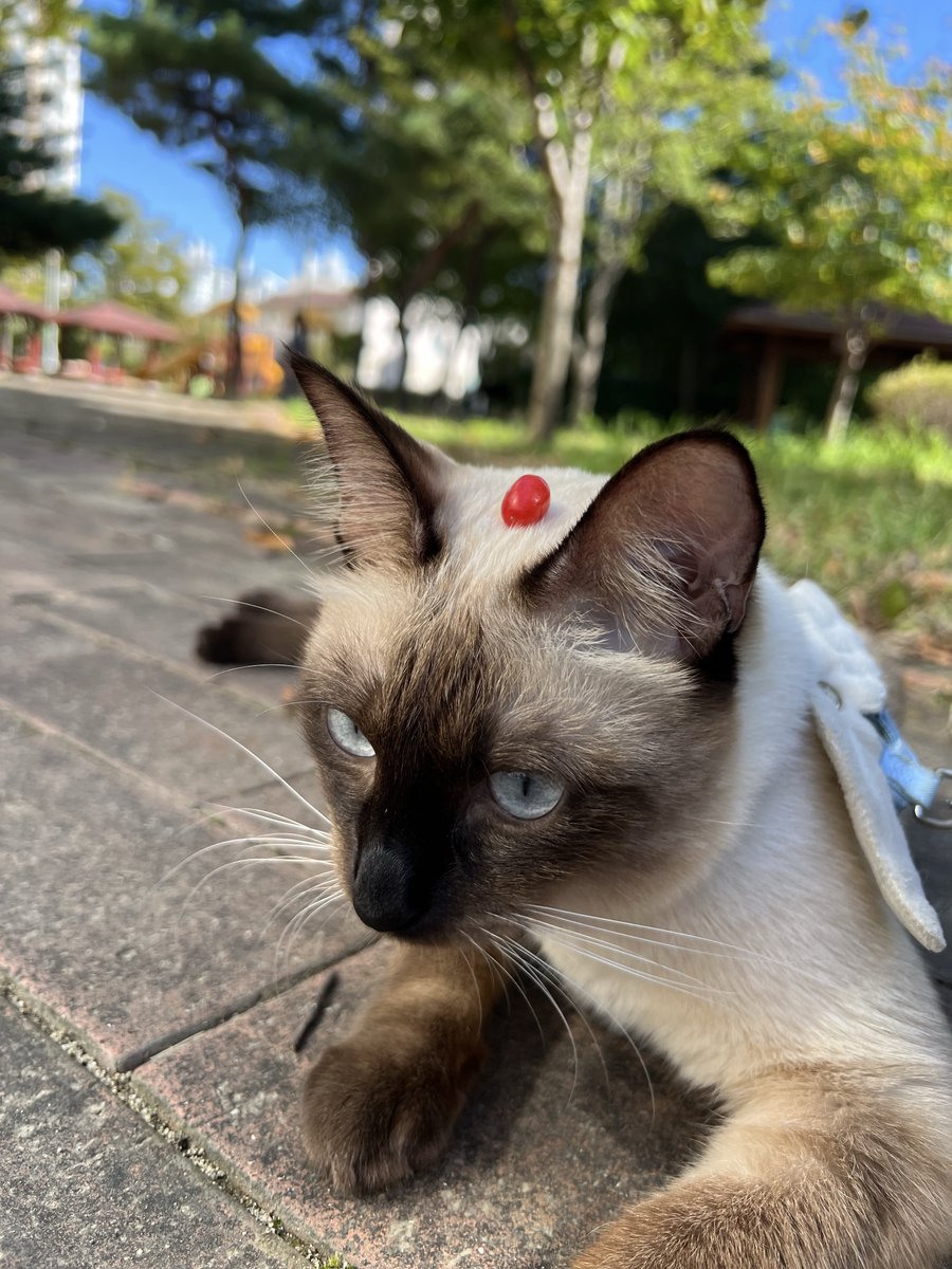 ☆∀☆ tweet media