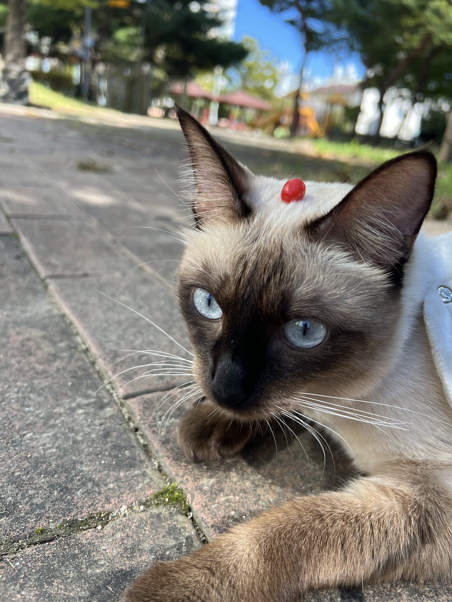 ☆∀☆ tweet media