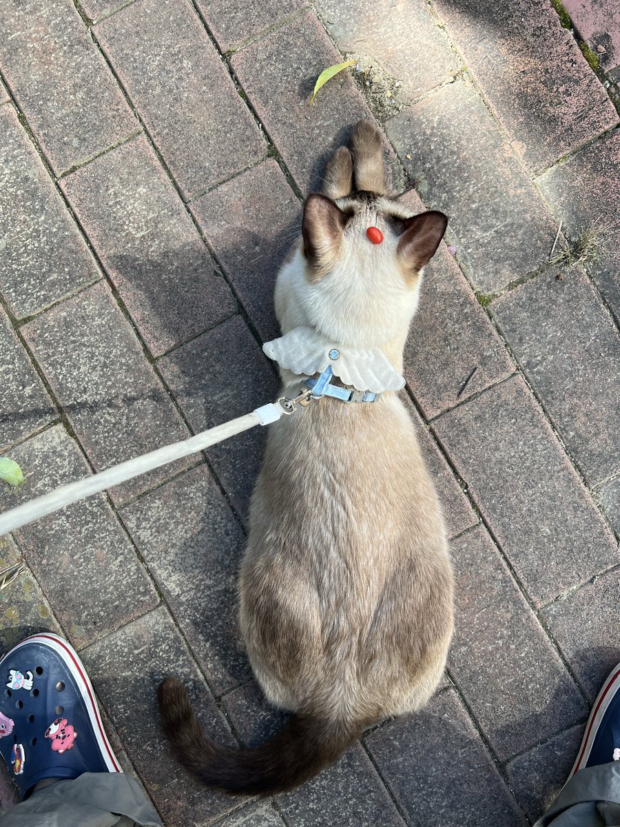 ☆∀☆ tweet media