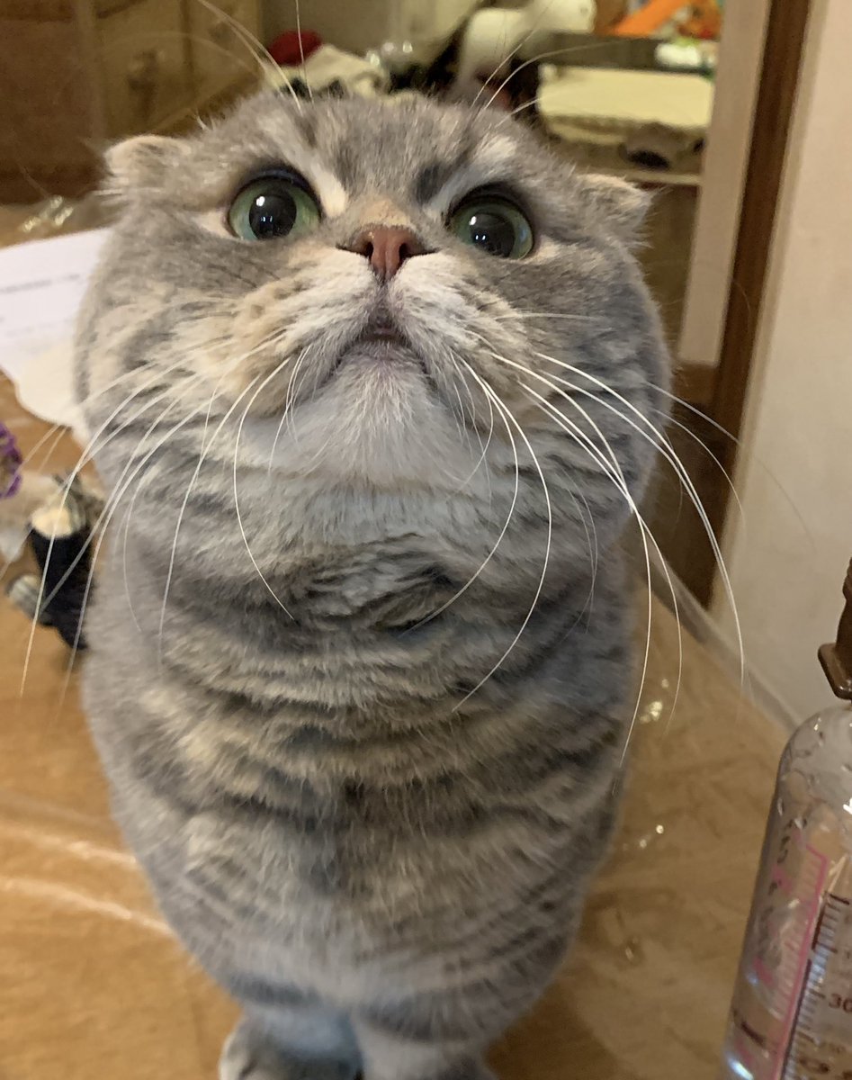 たこやき (@takopi_cat) / Posts / X