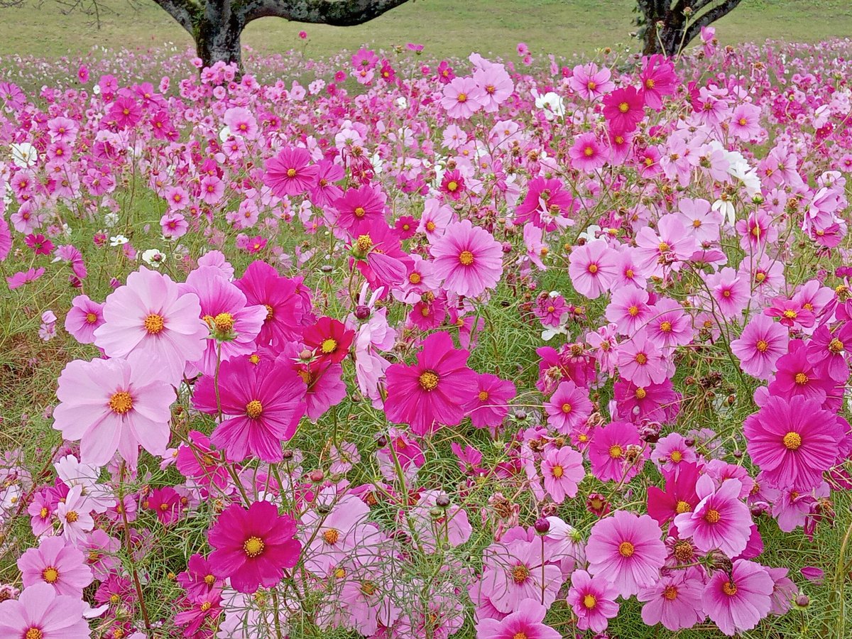 のこのこ。紫陽花リクエスト７点 のこのこ。紫陽花リクエスト7点 dsc_4434-11.jpg?w=640