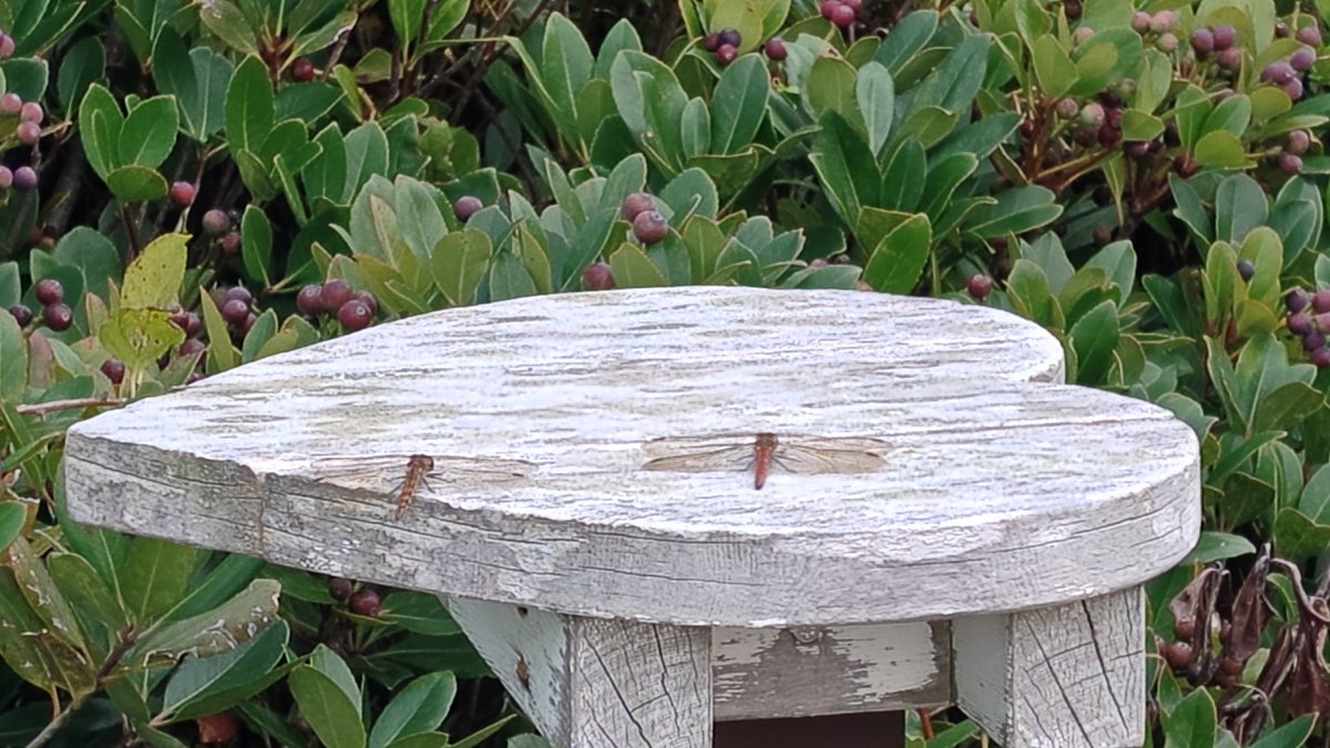 紫苑ページ 紫苑@Tzion on X