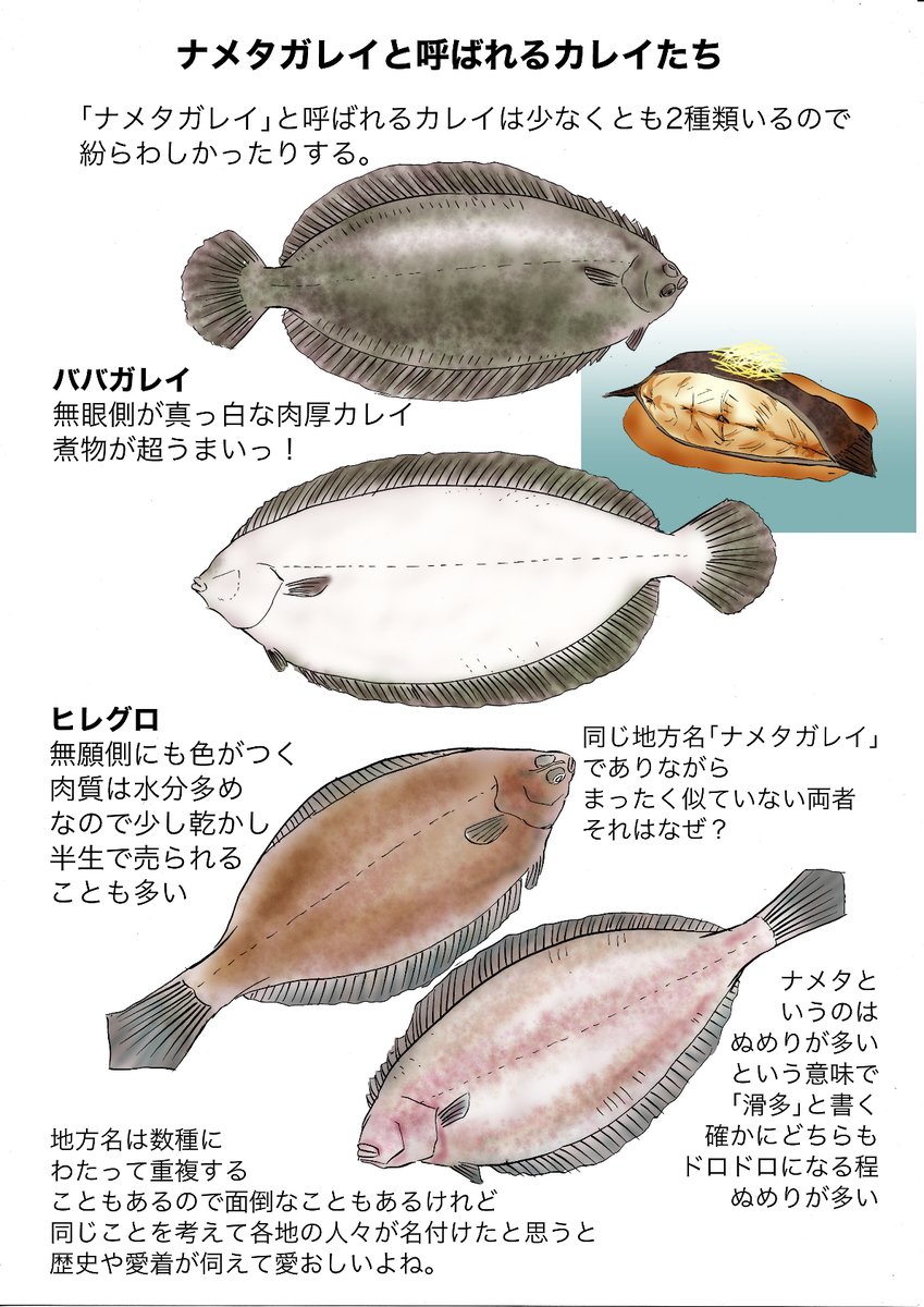 tadekichi's tweet photo. 魚介シリーズ：ナメタガレイたち
近い地域で同じ名前で呼ばれていても違う魚ってあるんですよね。標準和名だと混乱もないはずなんだけど市場はやっぱり呼び慣れた地方名でないと売れませんものね。 https://t.co/RwgeL8VrLR