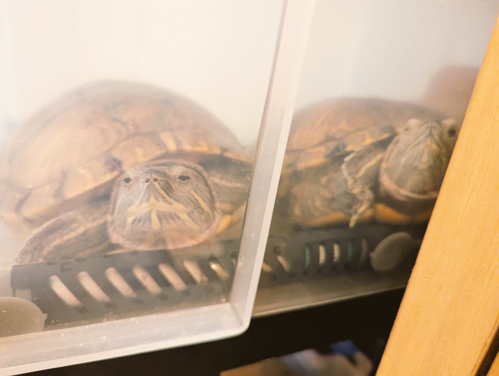 おまめ♪ おまめ🌱＠原稿中：17本通販開始 (@BlueMoon_mame) / Posts / X