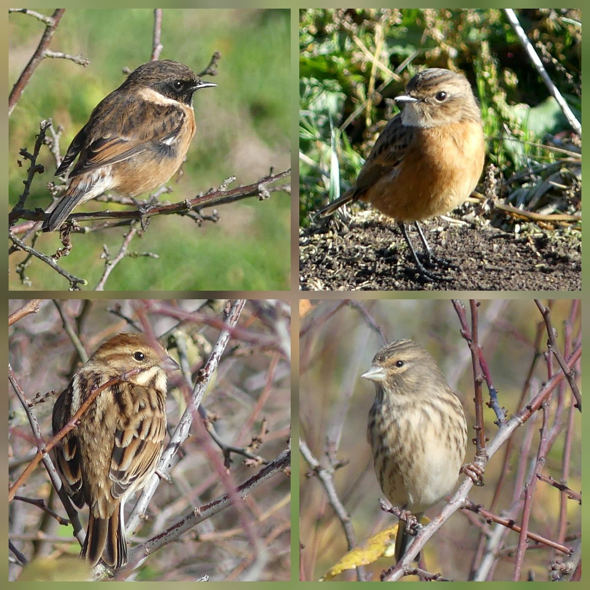 A few more images from yesterday's visit to #uptonwarren, male &amp; female stonechat, female Reed bunting, and linnet