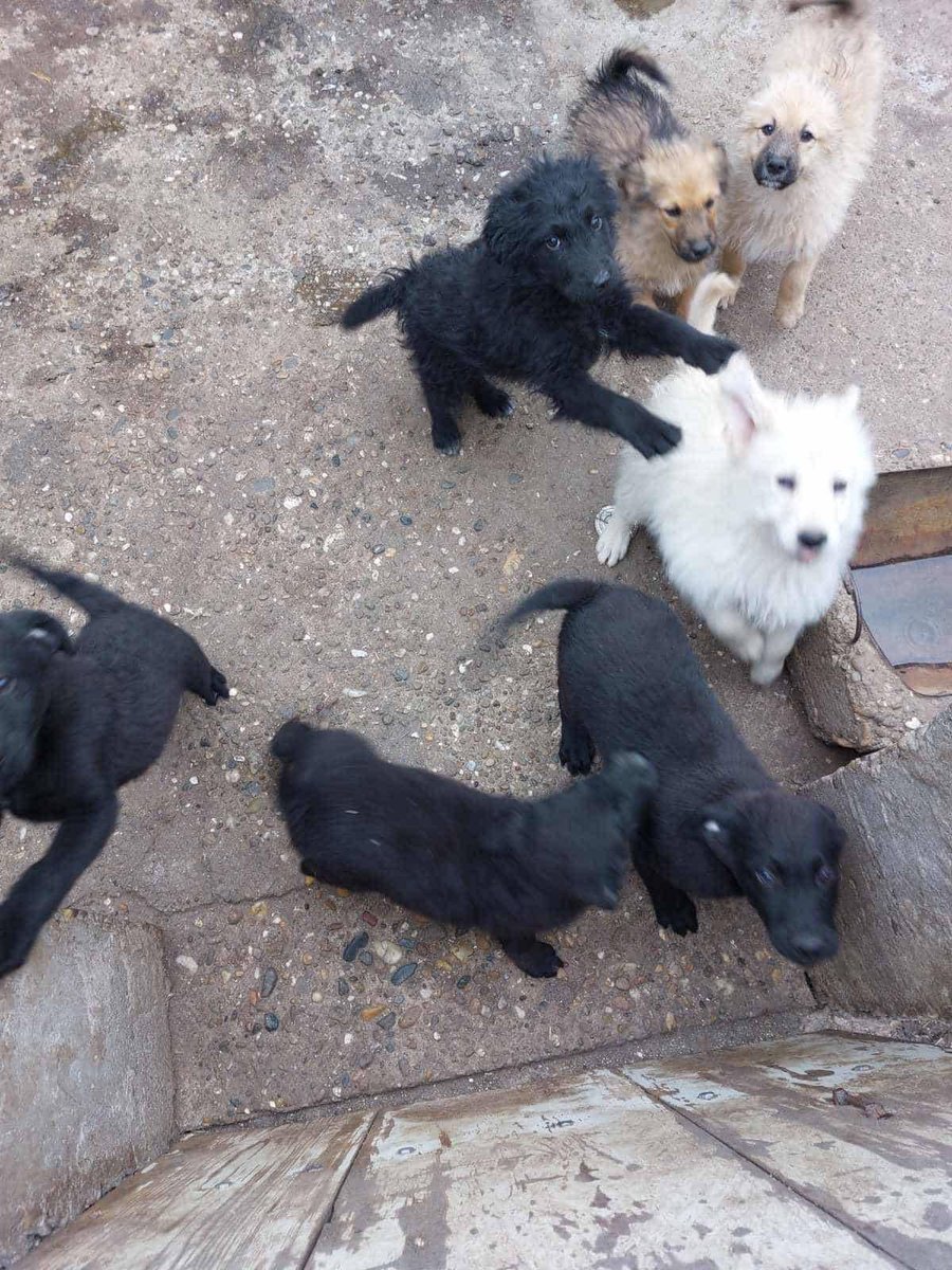 Iz onboxa:
Здраво!
Ови малишани траже  кућу!
Налазе се у Старом Сланкамену.( Ја могу да довезем у Пазову или Београд)
Имали су третман од паразита ,вакцинисани су.
Њихова мама је улична куца,коју су добри људи прихватили и стерилисали.
Molimo vas delite da im što pre nađemo