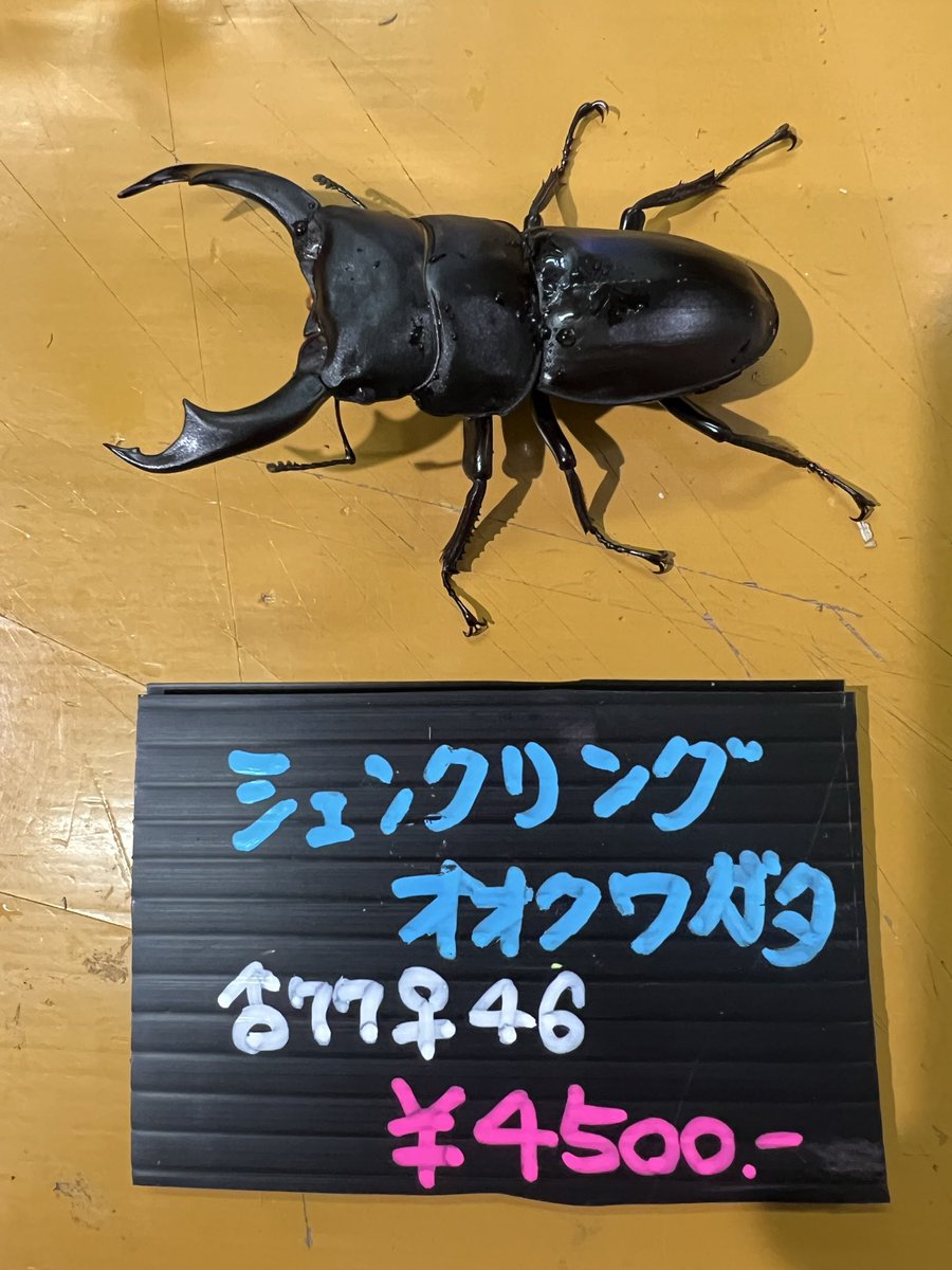 クワガタカブト専門店ブラッキー on X
